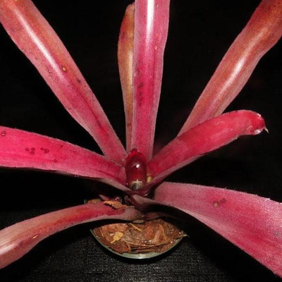 Aechmea 'Coco Plum' | Bromeliad Paradise