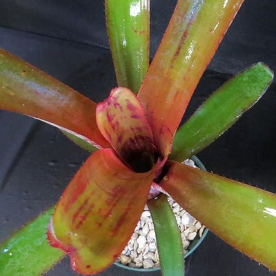 Aechmea 'Cranberry Frost' | Bromeliad Paradise