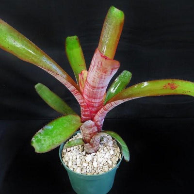 Aechmea 'Cranberry Frost' | Bromeliad Paradise