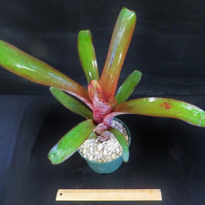 Aechmea 'Cranberry Frost' | Bromeliad Paradise