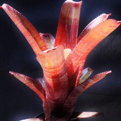 Aechmea 'Cranberry Frost' | Bromeliad Paradise