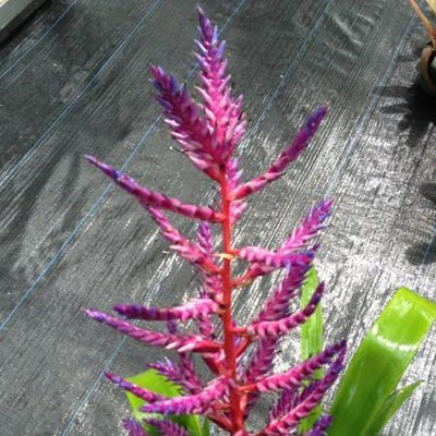 Aechmea 'Del Mar' | Bromeliad Paradise