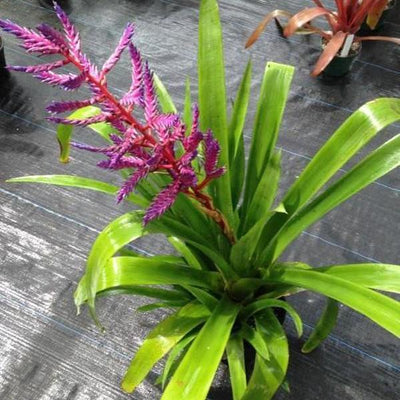 Aechmea 'Del Mar' | Bromeliad Paradise