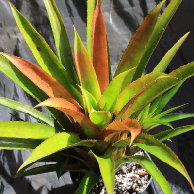 Aechmea 'Echidna' | Bromeliad Paradise
