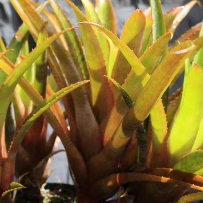Aechmea 'Echidna' | Bromeliad Paradise