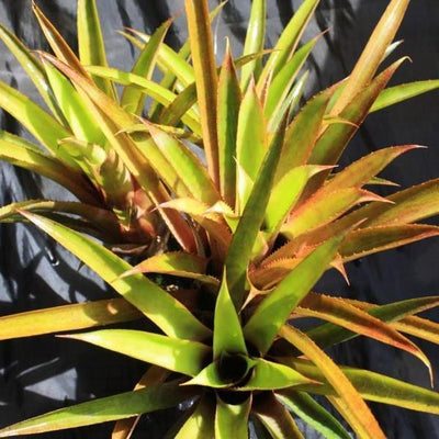 Aechmea 'Echidna' | Bromeliad Paradise