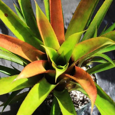 Aechmea 'Echidna' | Bromeliad Paradise
