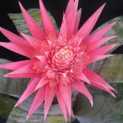 Aechmea fasciata | Bromeliad Paradise