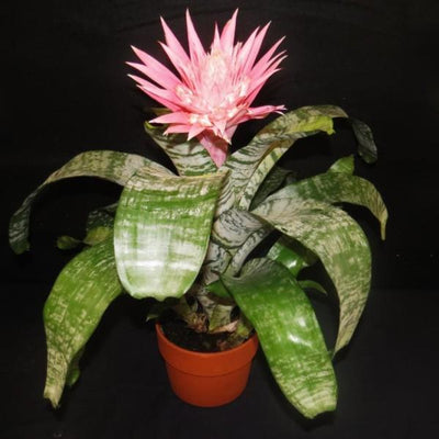 Aechmea fasciata | Bromeliad Paradise