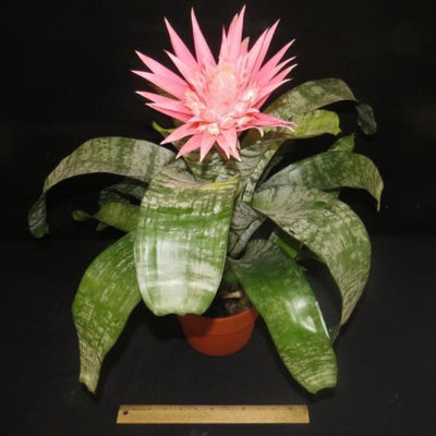 Aechmea fasciata | Bromeliad Paradise