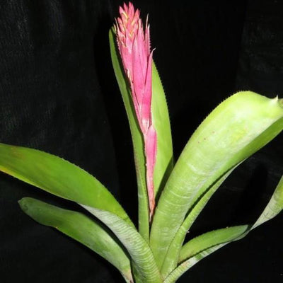 Aechmea fasciata x nudicaulis | Bromeliad Paradise