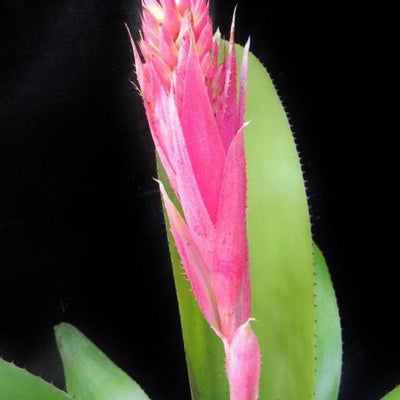 Aechmea fasciata x nudicaulis | Bromeliad Paradise