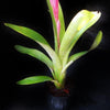 Aechmea fasciata x nudicaulis | Bromeliad Paradise