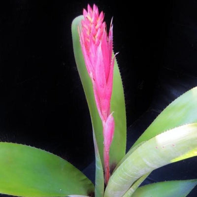 Aechmea fasciata x nudicaulis | Bromeliad Paradise