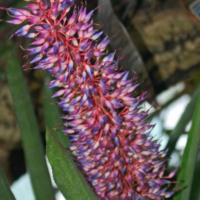 Aechmea fendleri | Bromeliad Paradise