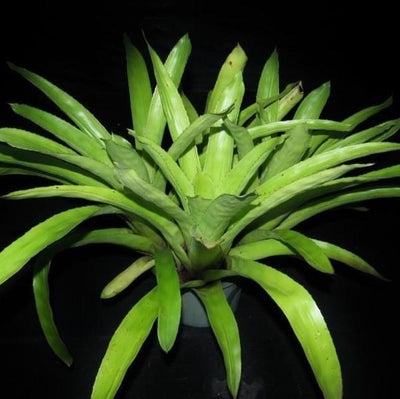 Aechmea fendleri | Bromeliad Paradise