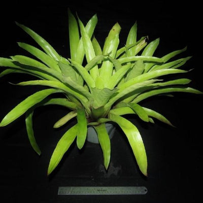 Aechmea fendleri | Bromeliad Paradise