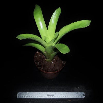 Aechmea fendleri | Bromeliad Paradise