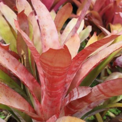 Aechmea 'Flamingo' | Bromeliad Paradise
