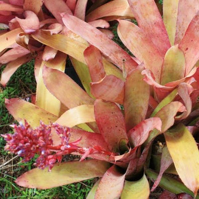 Aechmea 'Flamingo' | Bromeliad Paradise