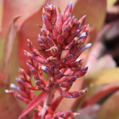 Aechmea 'Flamingo' | Bromeliad Paradise