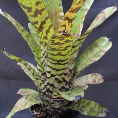 Aechmea fosteriana | Bromeliad Paradise