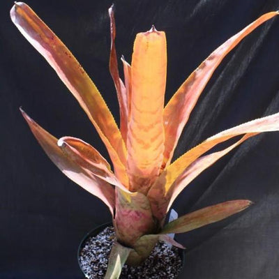 Aechmea fosteriana x gurkeniana | Bromeliad Paradise