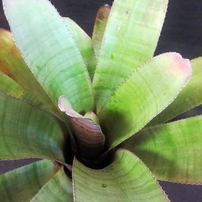 Aechmea 'Frappuccino' | Bromeliad Paradise