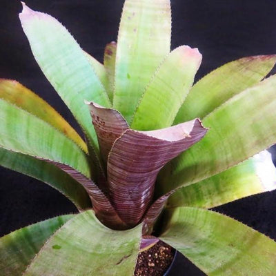 Aechmea 'Frappuccino' | Bromeliad Paradise