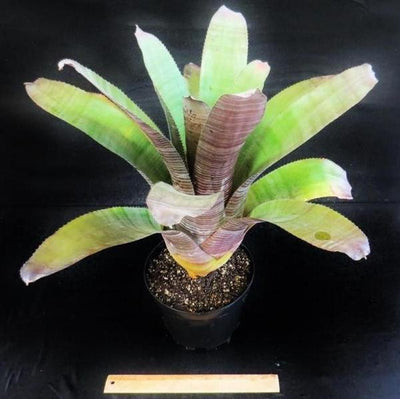 Aechmea 'Frappuccino' | Bromeliad Paradise