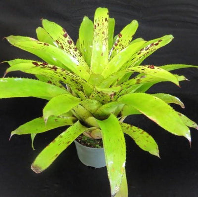 Aechmea 'Freckles' | Bromeliad Paradise