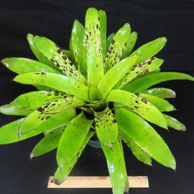 Aechmea 'Freckles' | Bromeliad Paradise