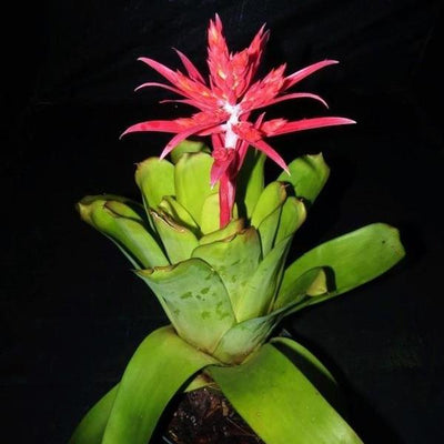 Aechmea 'Fredricke' | Bromeliad Paradise