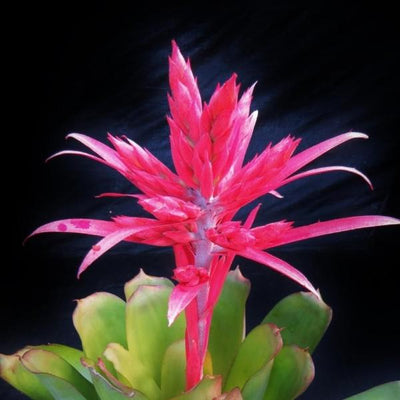 Aechmea 'Fredricke' | Bromeliad Paradise