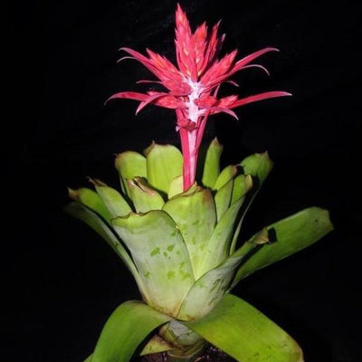 Aechmea 'Fredricke' | Bromeliad Paradise
