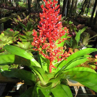 Aechmea fulgens | Bromeliad Paradise
