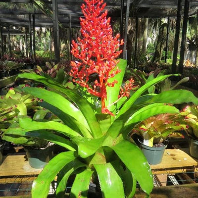 Aechmea fulgens | Bromeliad Paradise