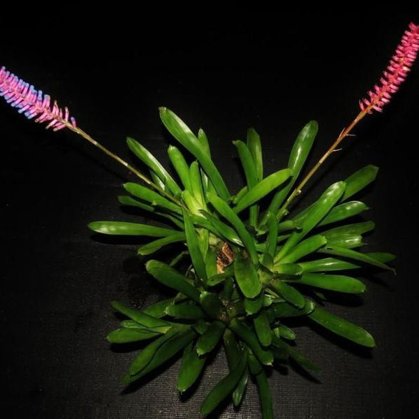 Aechmea gamosepala | Bromeliad Paradise