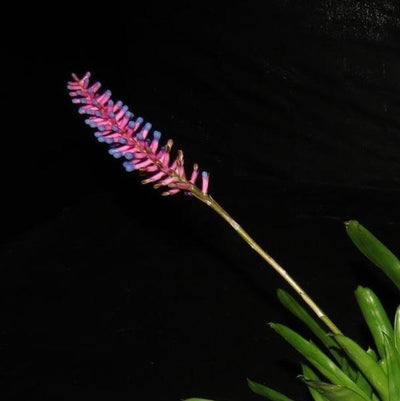 Aechmea gamosepala | Bromeliad Paradise