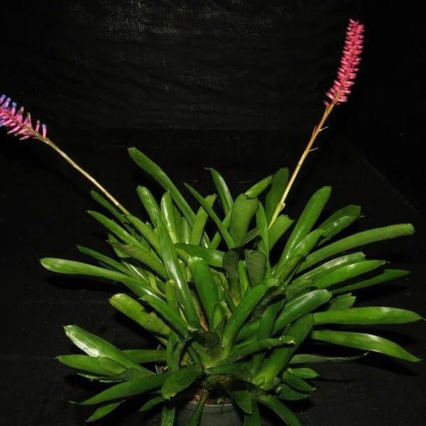 Aechmea gamosepala | Bromeliad Paradise