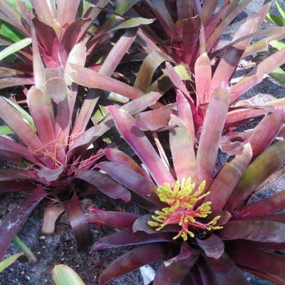 Aechmea 'Hacienda' | Bromeliad Paradise