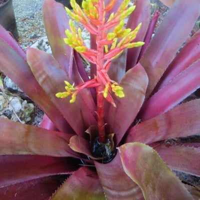 Aechmea 'Hacienda' | Bromeliad Paradise