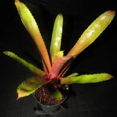 Aechmea 'Hacienda' | Bromeliad Paradise