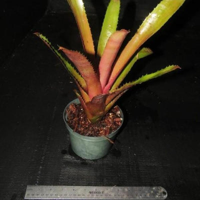 Aechmea 'Hacienda' | Bromeliad Paradise