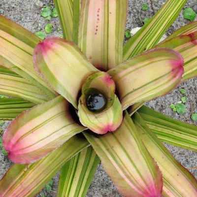 Aechmea 'Little Harv' Variegated | Bromeliad Paradise