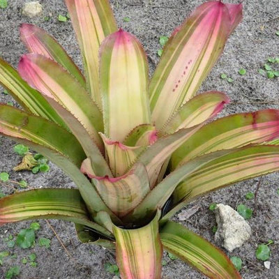 Aechmea 'Little Harv' Variegated | Bromeliad Paradise