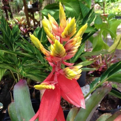 Aechmea 'Little Harv' Variegated | Bromeliad Paradise