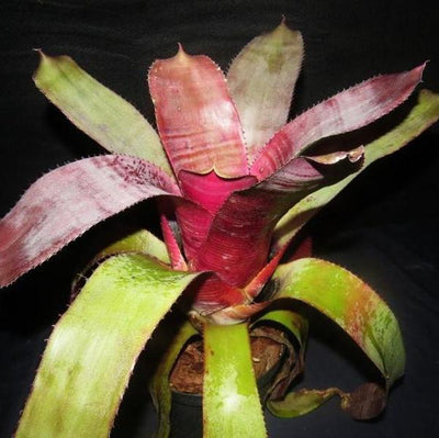 Aechmea 'Helios' | Bromeliad Paradise