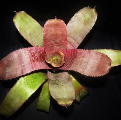 Aechmea 'Helios' | Bromeliad Paradise