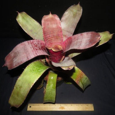 Aechmea 'Helios' | Bromeliad Paradise